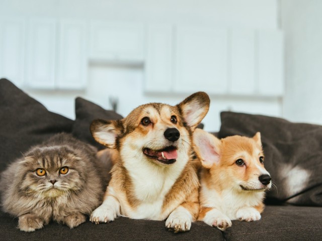 Κατοικίδια